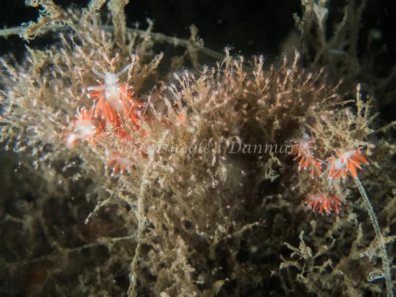 Microchlamylla gracilis - Anemonevraget (Vrag) - Foto: Kenneth Krull