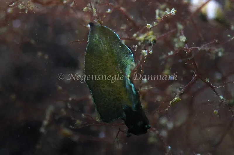 Elysia viridis - Kollund Lillestrand - Foto: Jens Egon Jørgensen