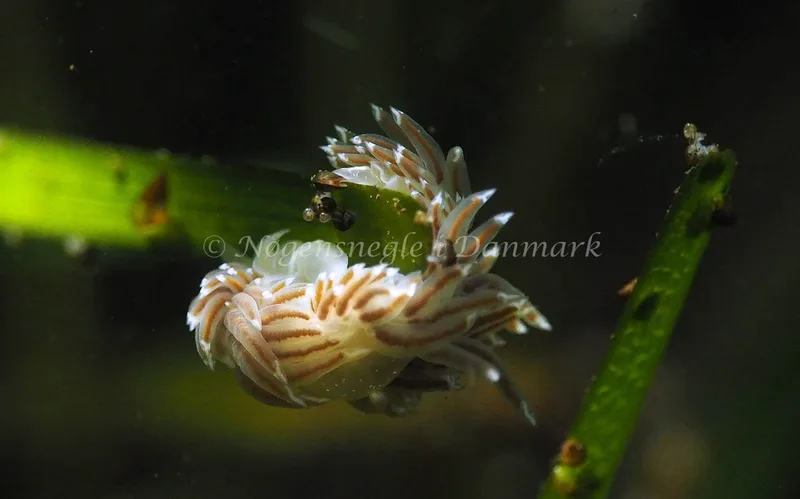 Facelina bostoniensis - Kollund Lillestrand - Foto: Jens Egon Jørgensen