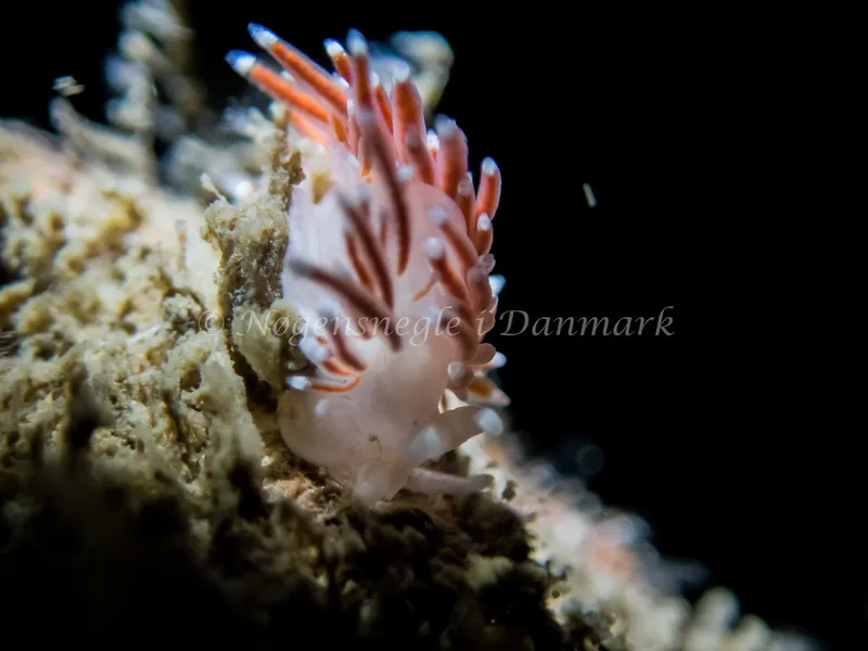 Microchlamylla gracilis - Otto S/S (Vrag) - Foto: Kenneth Krull