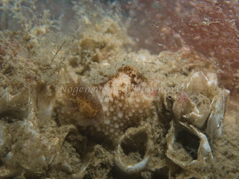 Onchidoris bilamellata - Trykkerdammen - Foto: Kenneth Krull
