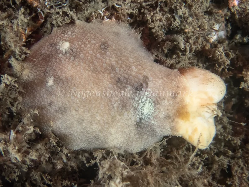 Doris pseudoargus - Emil R. Retzlaff S.S. (Vrag) - Foto: Kenneth Krull
