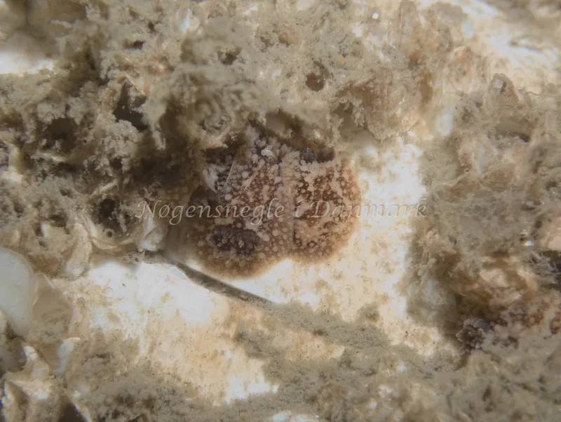 Onchidoris bilamellata - Trykkerdammen - Foto: Kenneth Krull
