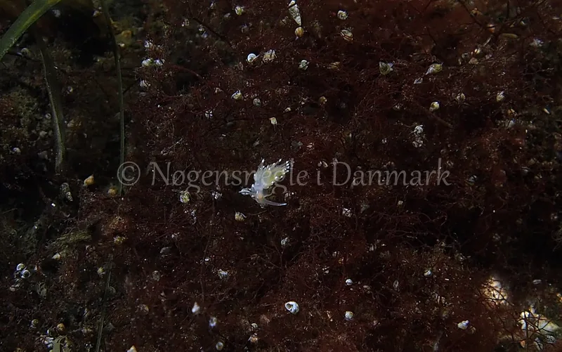 Facelina bostoniensis - Kollund Lillestrand, Flensborg Fjord, Østersøen - Foto: Jens Egon Jørgensen
