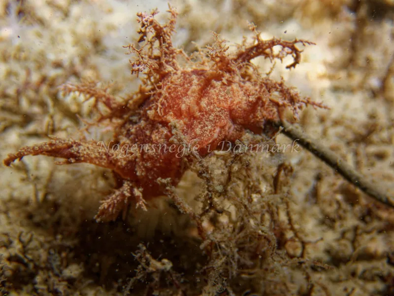 Dendronotus europaeus - Cementbåden (Vrag) - Øresund - Foto: Kenneth Krull