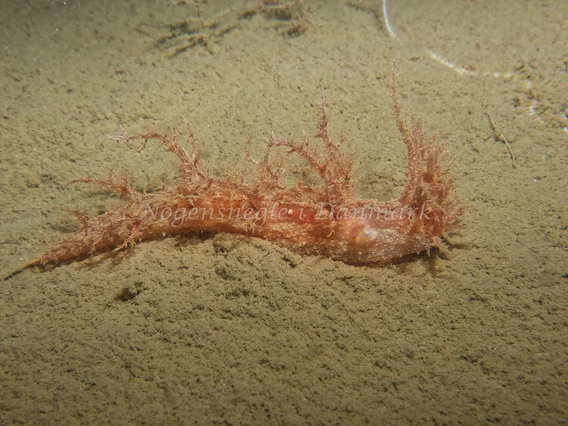 Dendronotus europaeus - Robert S/S (Vrag) - Foto: Kenneth Krull