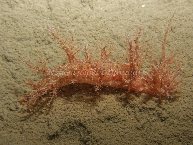 Dendronotus europaeus - Robert S/S (Vrag) - Foto: Kenneth Krull