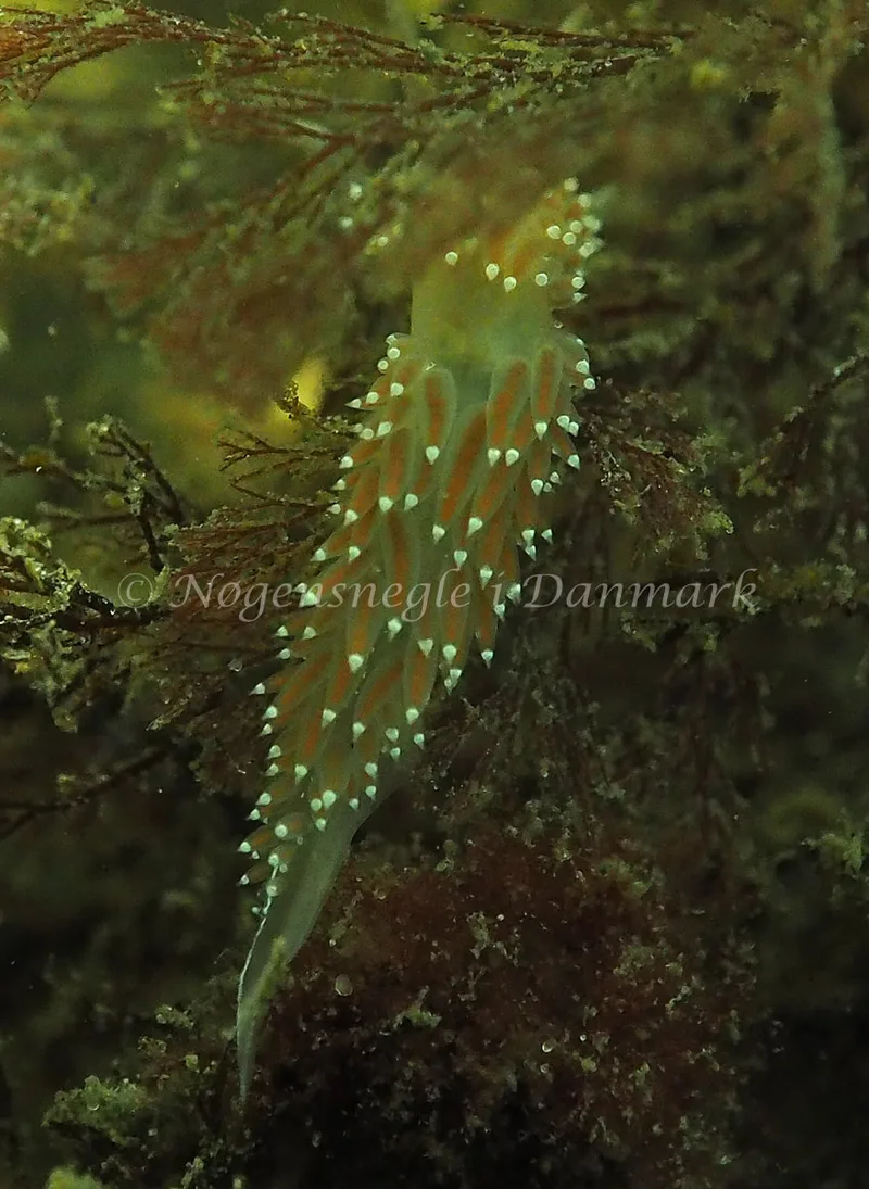 Coryphella verrucosa - Lyngsbo Strand - Foto: Jens Egon Jørgensen
