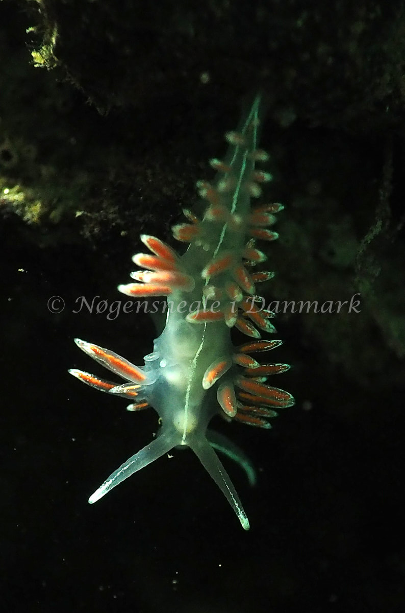 Gulenia monicae - Lyngsbo Strand - Foto: Jens Egon Jørgensen