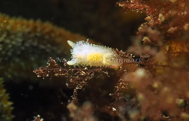 Acanthodoris pilosa - Lyngsbo Strand - Foto: Jens Egon Jørgensen