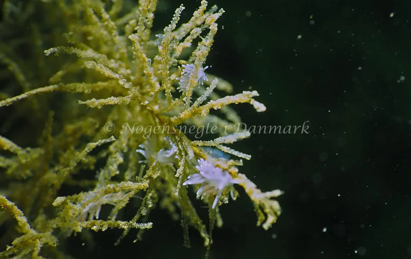 Cuthonella concinna - Lyngsbo Strand - Foto: Jens Egon Jørgensen