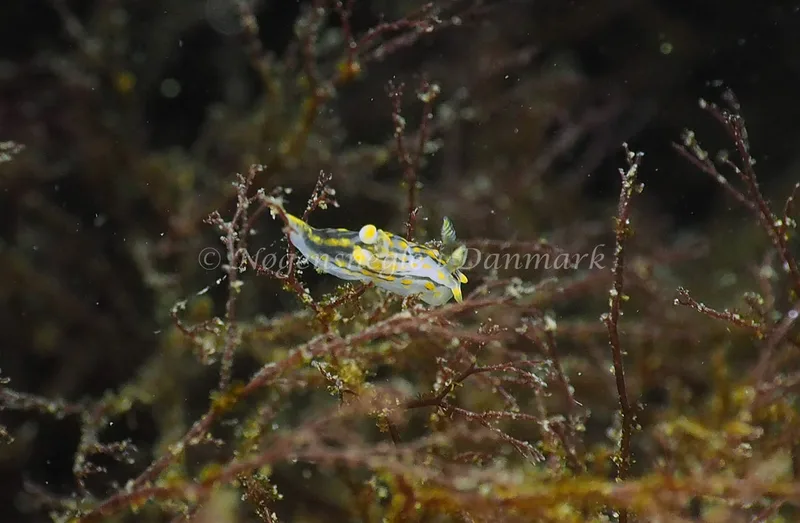 Polycera quadrilineata - Lyngsbo Strand - Foto: Jens Egon Jørgensen