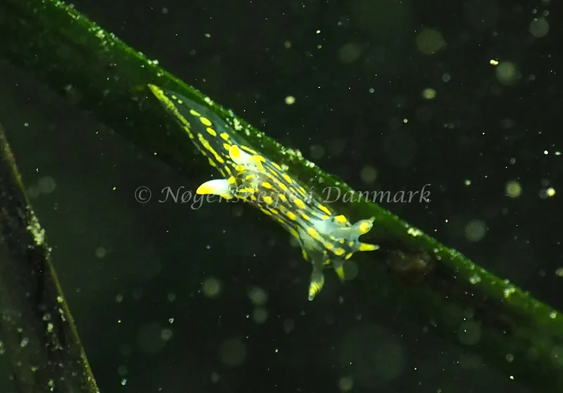 Polycera quadrilineata - Lyngsbo Strand - Foto: Jens Egon Jørgensen