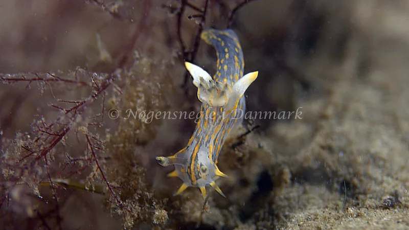 Polycera quadrilineata - Trykkerdammen - Foto: Thomas Blume