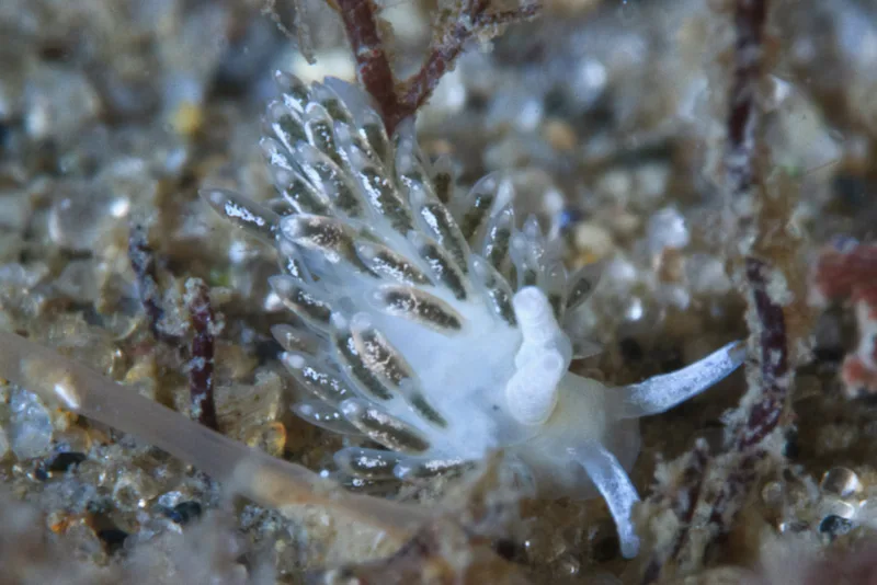 Billede af nøgensneglen Diaphoreolis viridis