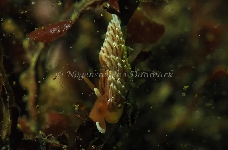 Facelina bostoniensis - Sønderhav Strand - Foto: Jens Egon Jørgensen