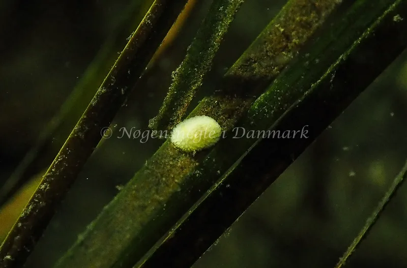 Onchidoris muricata - Sønderhav Strand - Foto: Jens Egon Jørgensen