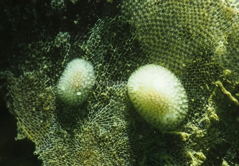 Onchidoris muricata - Ammoniakhavnen - Foto: Jens Egon Jørgensen