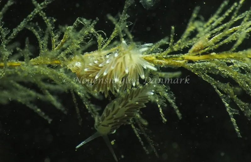 Cuthonella concinna - Ammoniakhavnen - Foto: Jens Egon Jørgensen