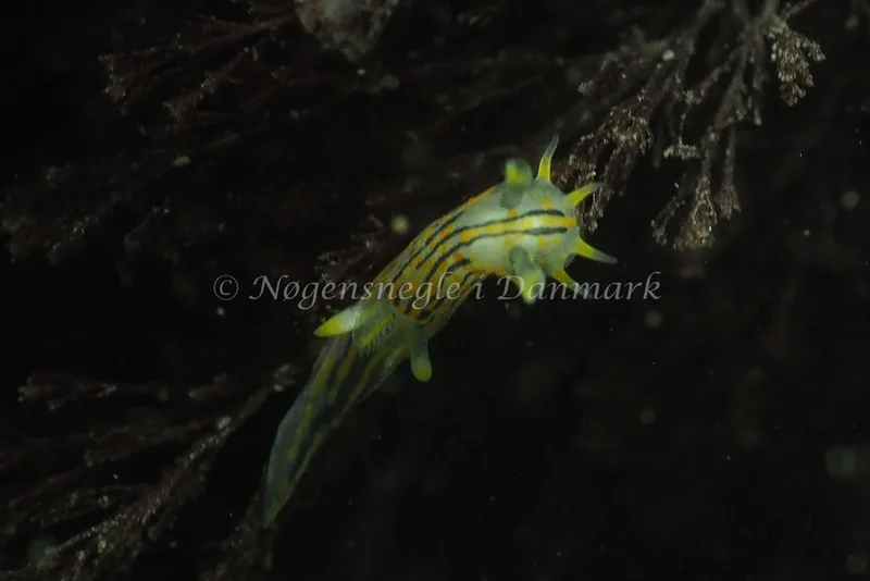 Polycera quadrilineata - Ammoniakhavnen - Foto: Jens Egon Jørgensen