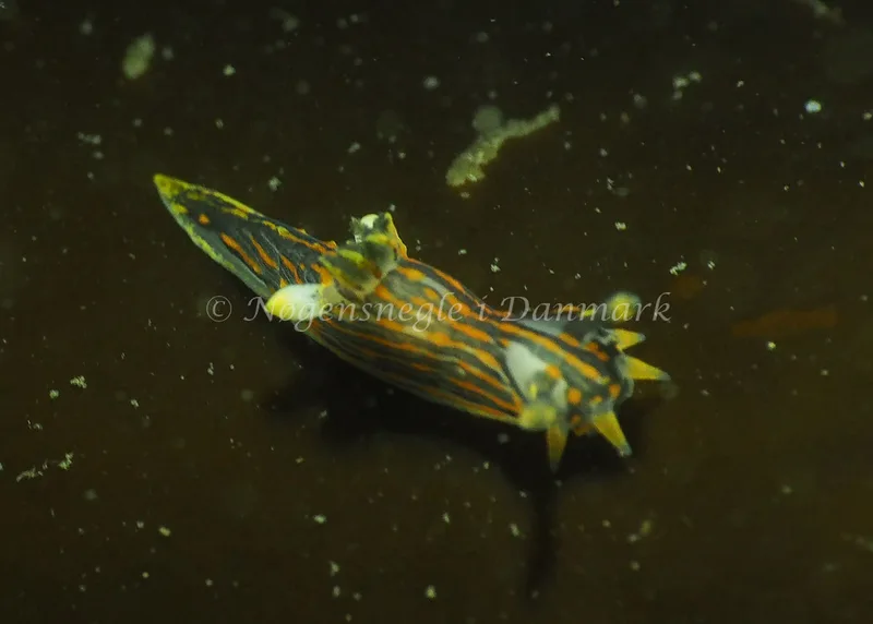 Polycera quadrilineata - Ammoniakhavnen - Foto: Jens Egon Jørgensen