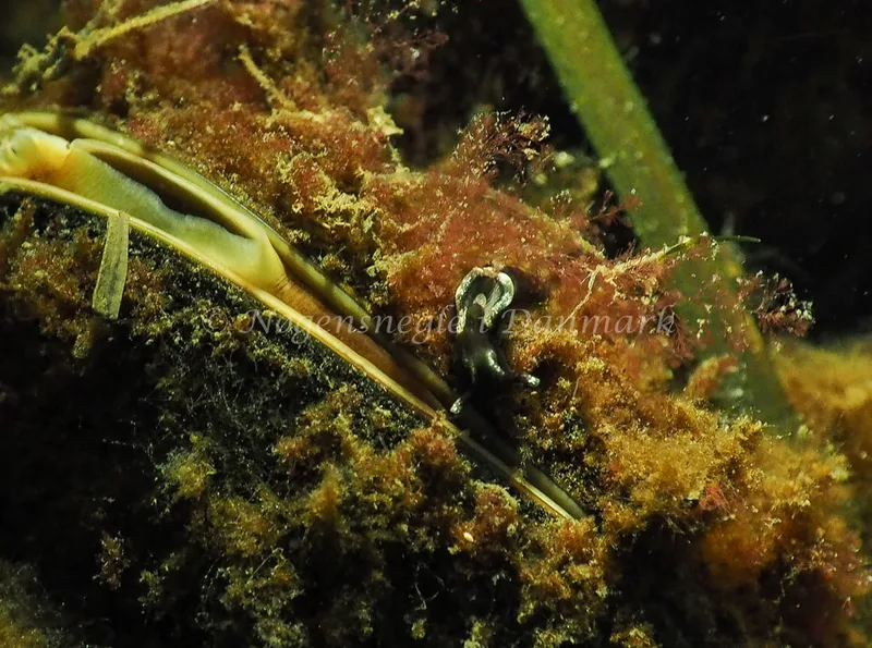 Elysia viridis - Sønderhav Strand - Foto: Jens Egon Jørgensen