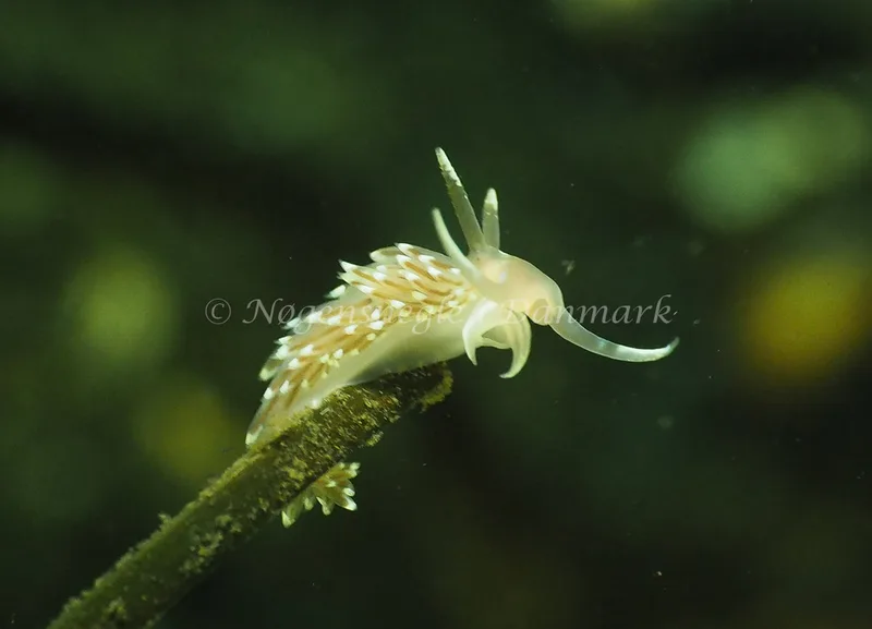 Facelina cf bostoniensis - Kollund Lillestrand - Foto: Jens Egon Jørgensen