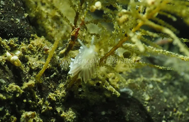 Cuthonella concinna - Lyngsbo Strand - Foto: Jens Egon Jørgensen