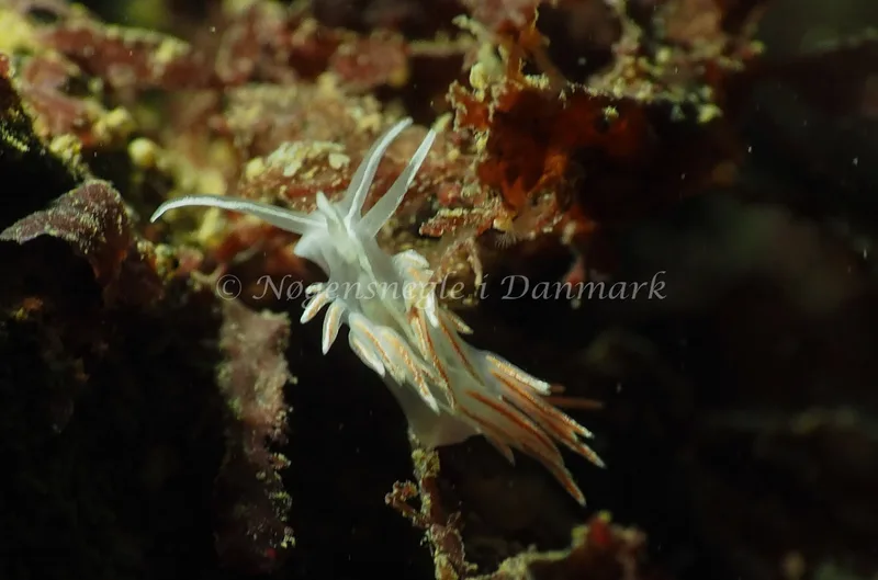 Gulenia monicae - Lyngsbo Strand - Foto: Jens Egon Jørgensen