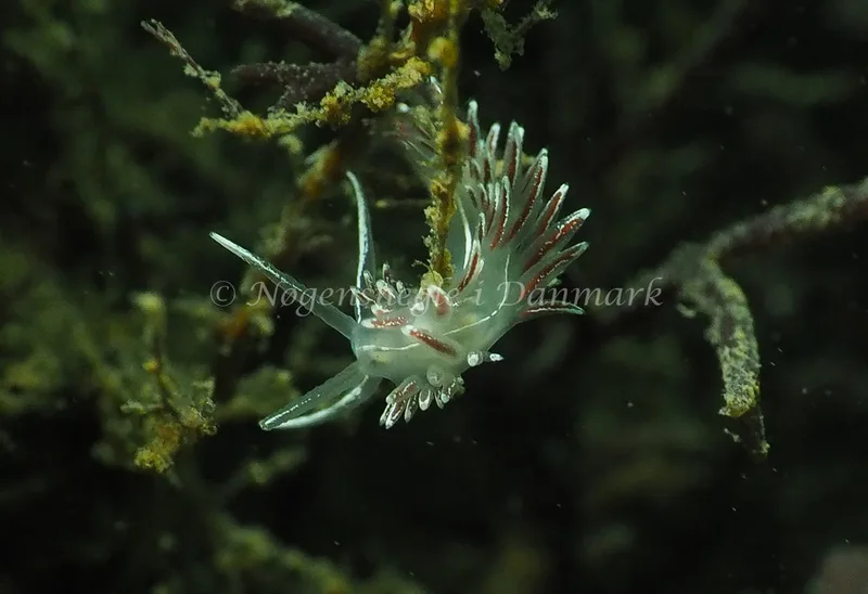 Gulenia monicae - Lyngsbo Strand - Foto: Jens Egon Jørgensen