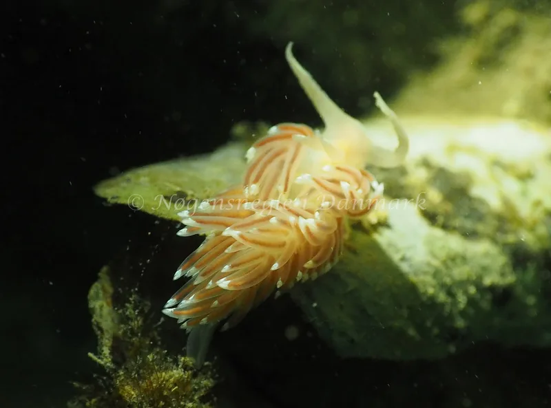 Facelina bostoniensis - Ammoniakhavnen - Foto: Jens Egon Jørgensen