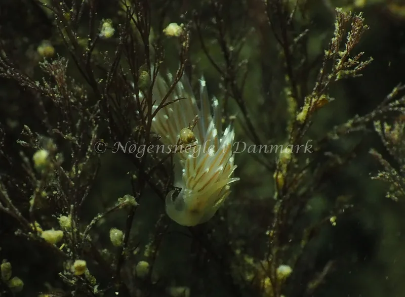 Facelina bostoniensis - Ammoniakhavnen - Foto: Jens Egon Jørgensen