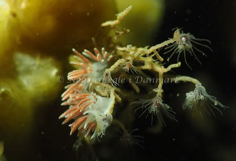 Gulenia monicae - Søbadet - Foto: Jens Egon Jørgensen
