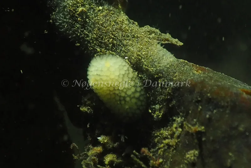 Onchidoris muricata - Søbadet - Foto: Jens Egon Jørgensen