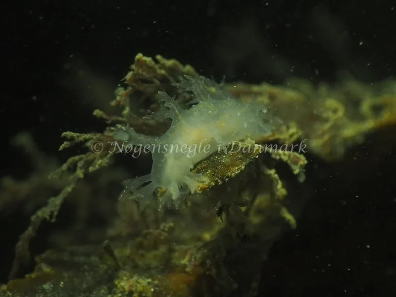 Dendronotus lacteus - Søbadet - Foto: Jens Egon Jørgensen