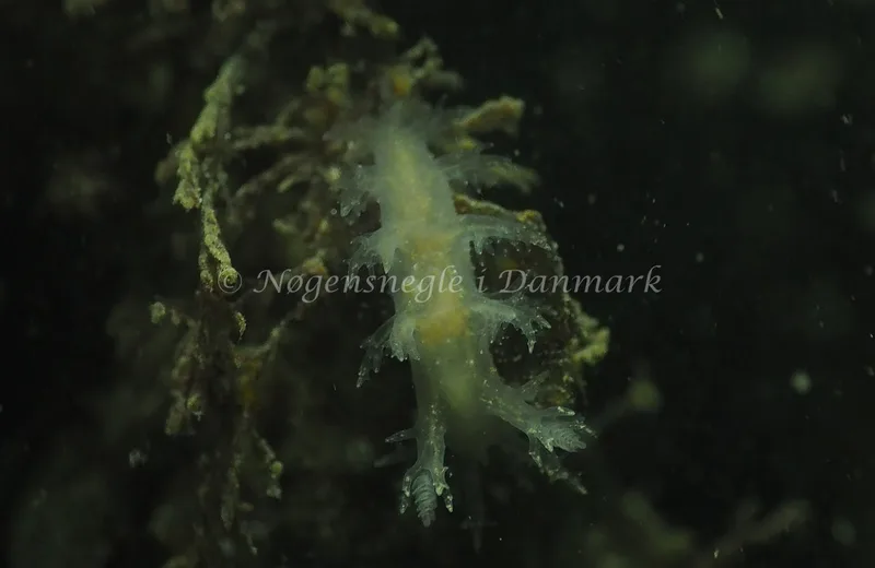 Dendronotus lacteus - Søbadet - Foto: Jens Egon Jørgensen