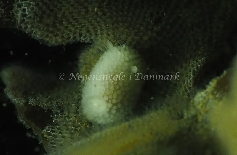 Onchidoris muricata - Ammoniakhavnen - Foto: Jens Egon Jørgensen