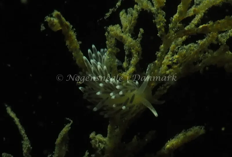 Cuthonella concinna - Ammoniakhavnen - Foto: Jens Egon Jørgensen
