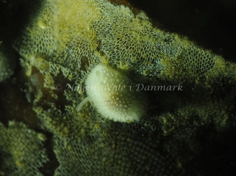 Onchidoris muricata - Ammoniakhavnen - Foto: Jens Egon Jørgensen