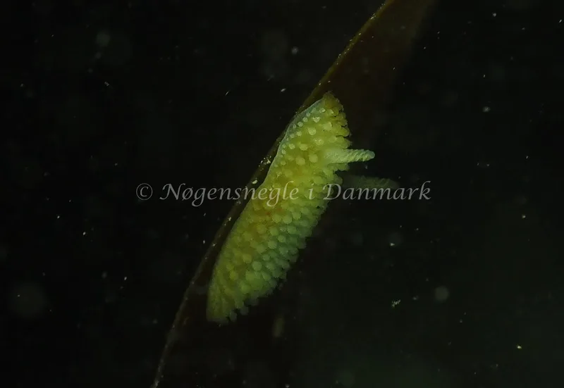 Onchidoris muricata - Ammoniakhavnen - Foto: Jens Egon Jørgensen
