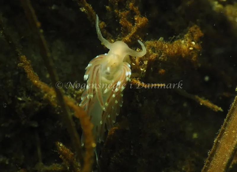 Facelina cf bostoniensis - Kollund Lillestrand - Foto: Jens Egon Jørgensen