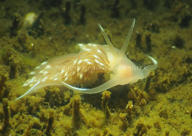 Facelina cf bostoniensis - Kollund Lillestrand - Foto: Jens Egon Jørgensen