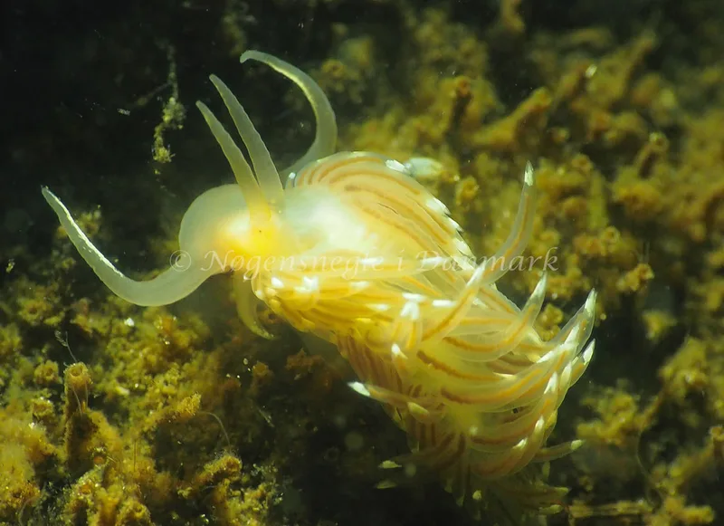 Facelina cf bostoniensis - Kollund Lillestrand - Foto: Jens Egon Jørgensen