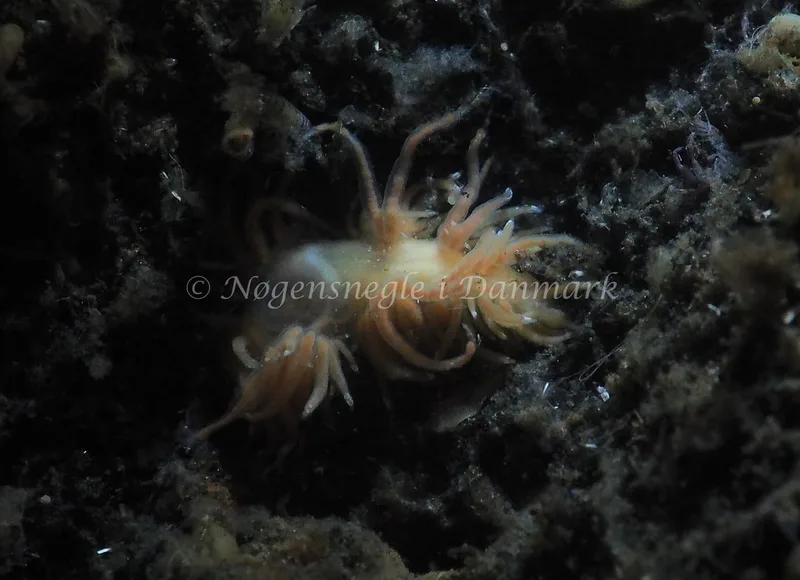 Facelina cf. bostoniensis - Kollund Lillestrand - Foto: Jens Egon Jørgensen