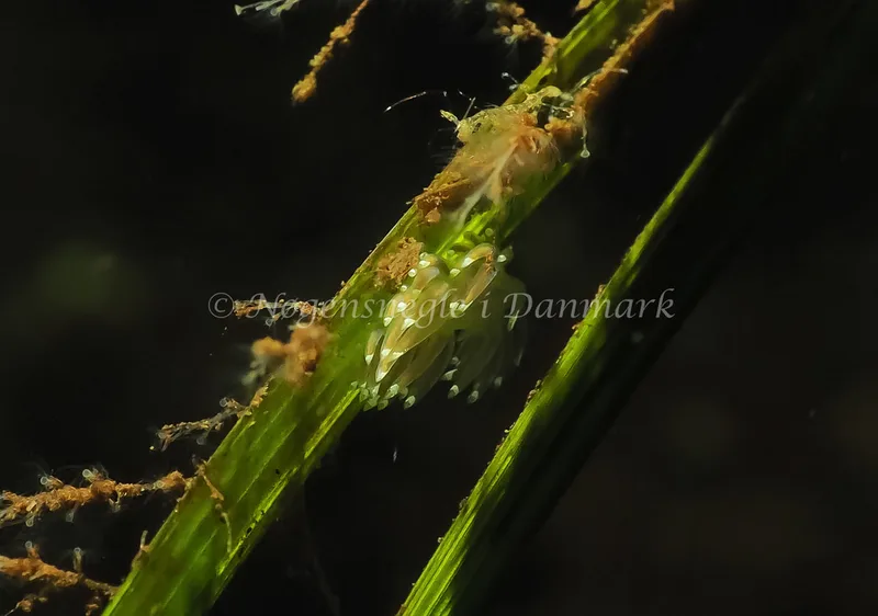 Facelina cf bostoniensis - Sønderhav Strand - Foto: Jens Egon Jørgensen