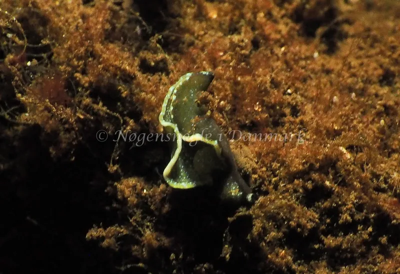 Elysia viridis (Saccoglossa) - Kollund Lillestrand - Foto: Jens Egon Jørgensen