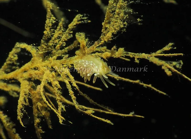 Cuthonella concinna - Lyngsbo Strand - Foto: Jens Egon Jørgensen