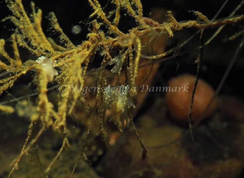 Cuthonella concinna - Lyngsbo Strand - Foto: Jens Egon Jørgensen