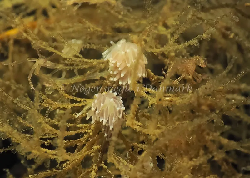 Cuthonella concinna - Lyngsbo Strand - Foto: Jens Egon Jørgensen