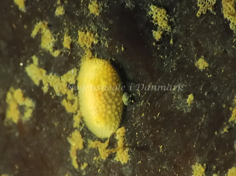 Onchidoris muricata - Lyngsbo Strand - Foto: Jens Egon Jørgensen